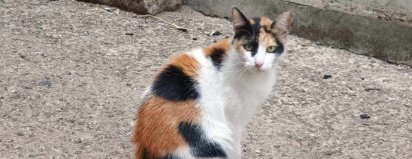 FLORA is eagerly waiting for a home - your new loyal friend from the shelter