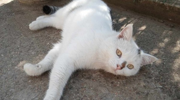 GEORGHE is eagerly waiting for a home - your new loyal friend from the shelter