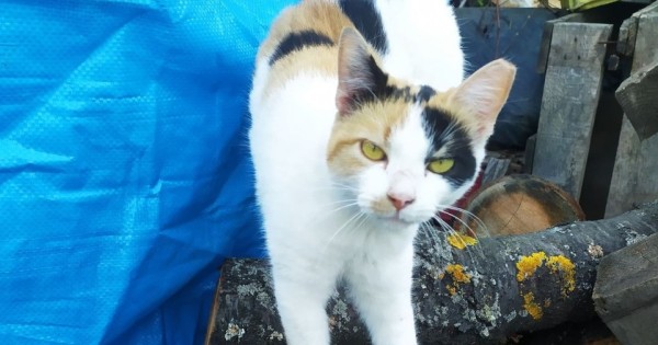 GISELL is eagerly waiting for a home - your new loyal friend from the shelter