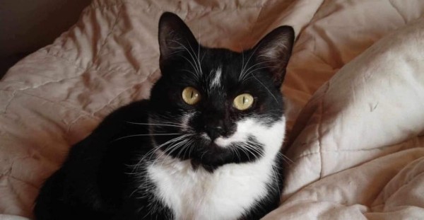 GREG is eagerly waiting for a home - your new loyal friend from the shelter