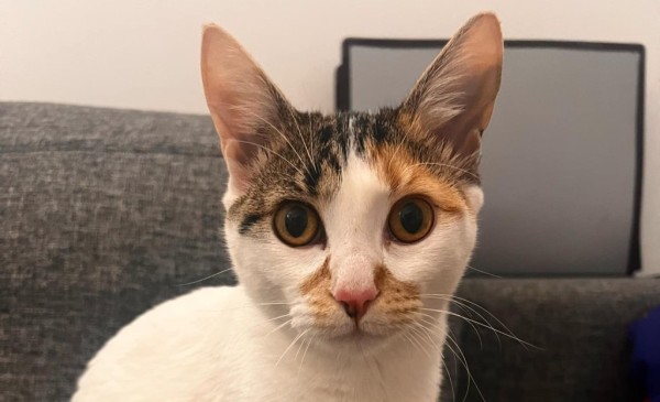 HELENA is eagerly waiting for a home - your new loyal friend from the shelter