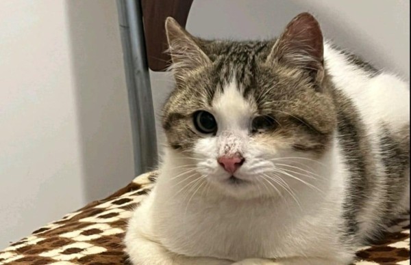 JAKOBY