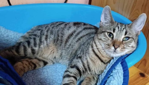 JESIAN is eagerly waiting for a home - your new loyal friend from the shelter