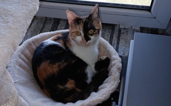 JEZEBELLE is eagerly waiting for a home - your new loyal friend from the shelter
