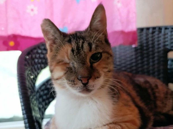 JUJI is eagerly waiting for a home - your new loyal friend from the shelter