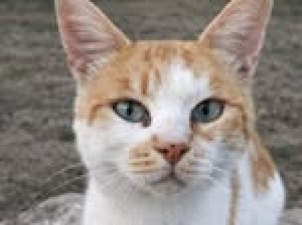 KAMEN is eagerly waiting for a home - your new loyal friend from the shelter