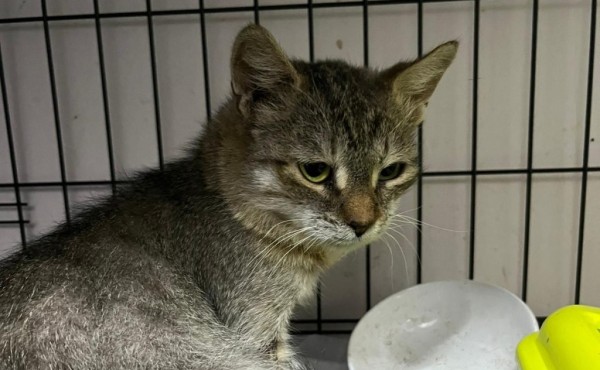 KIKI is eagerly waiting for a home - your new loyal friend from the shelter