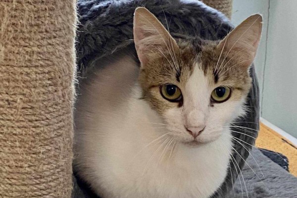 LANA is eagerly waiting for a home - your new loyal friend from the shelter