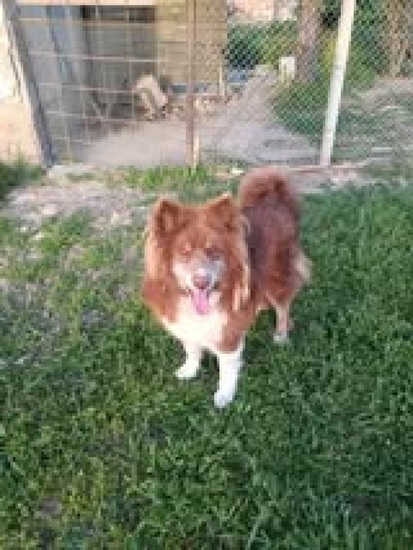 Nord is eagerly waiting for a home - your new loyal friend from the shelter