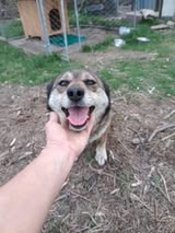 DORA is eagerly waiting for a home - your new loyal friend from the shelter