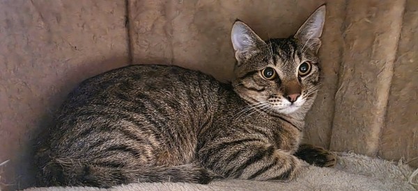 LARI is eagerly waiting for a home - your new loyal friend from the shelter