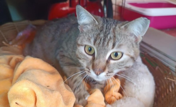 LARISA is eagerly waiting for a home - your new loyal friend from the shelter
