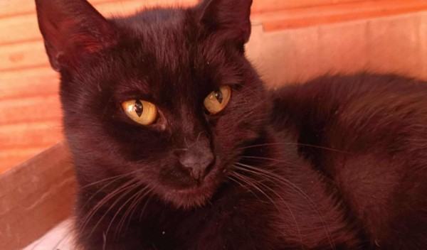 LEA is eagerly waiting for a home - your new loyal friend from the shelter