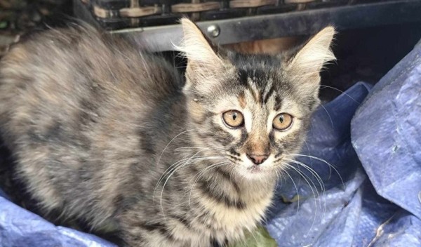 LENI is eagerly waiting for a home - your new loyal friend from the shelter