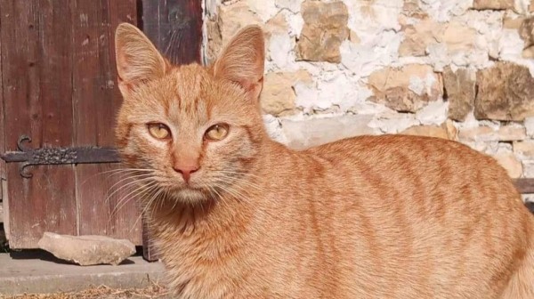 LENNI is eagerly waiting for a home - your new loyal friend from the shelter