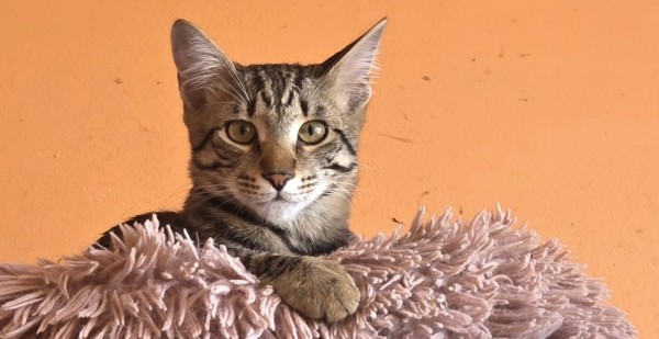 LEON is eagerly waiting for a home - your new loyal friend from the shelter