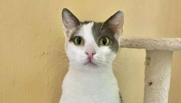 LETI is eagerly waiting for a home - your new loyal friend from the shelter