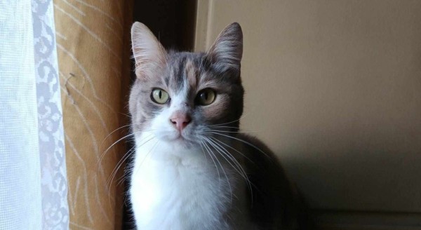 LIAH is eagerly waiting for a home - your new loyal friend from the shelter
