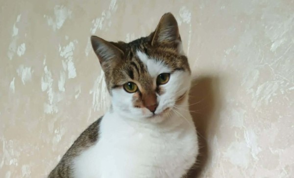 LIVI is eagerly waiting for a home - your new loyal friend from the shelter