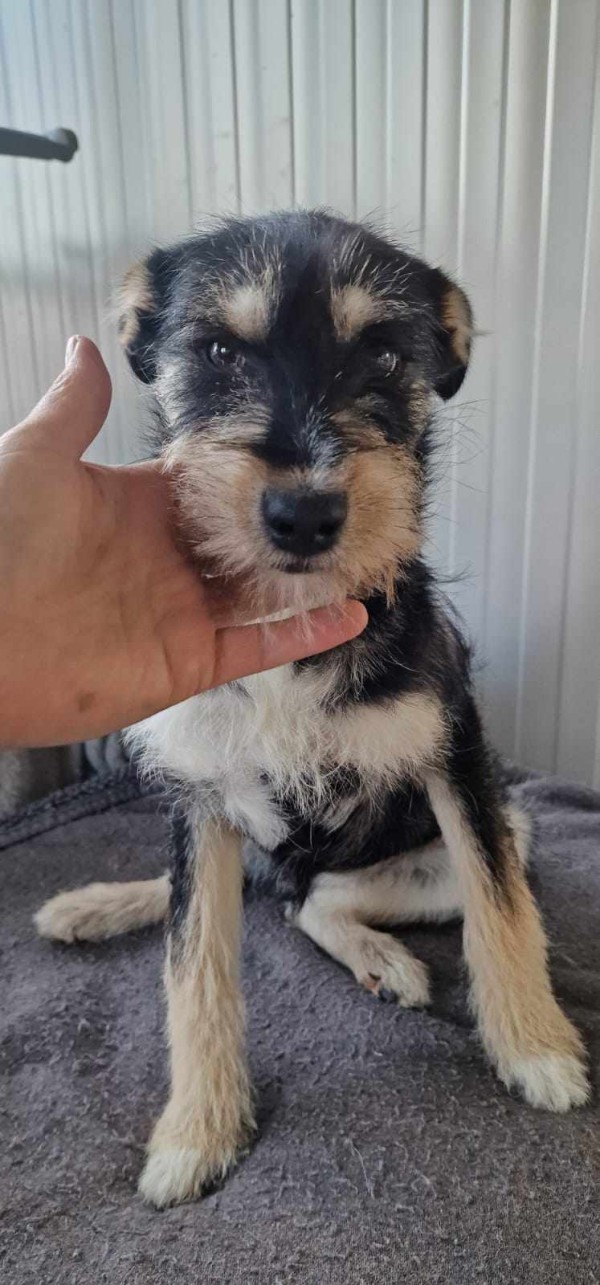 AIRA is eagerly waiting for a home - your new loyal friend from the shelter