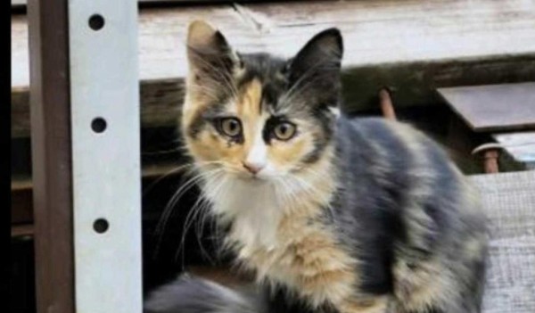 LORINA is eagerly waiting for a home - your new loyal friend from the shelter