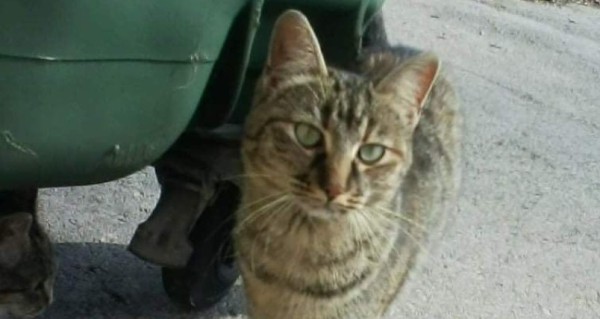 LUCIE is eagerly waiting for a home - your new loyal friend from the shelter