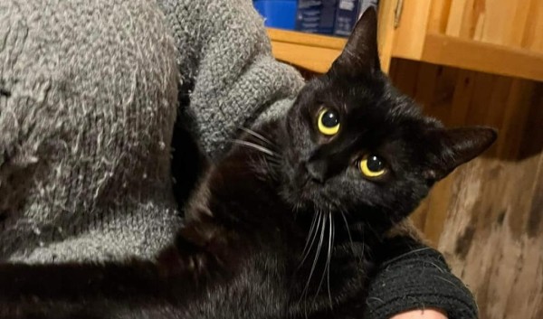 LUCIL is eagerly waiting for a home - your new loyal friend from the shelter