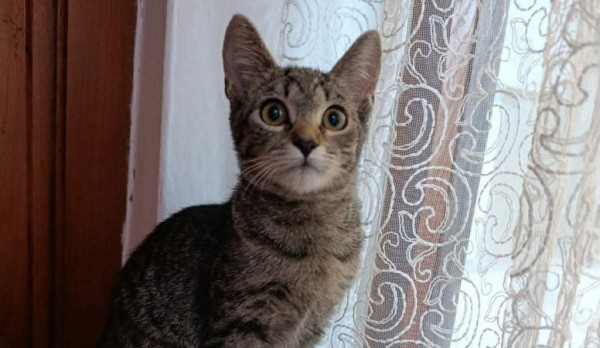 LUMMI is eagerly waiting for a home - your new loyal friend from the shelter