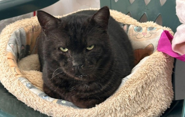 MARCEL is eagerly waiting for a home - your new loyal friend from the shelter
