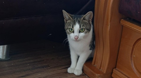 MARIEKE is eagerly waiting for a home - your new loyal friend from the shelter