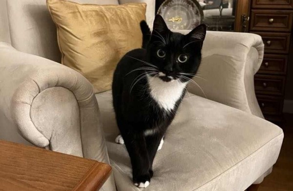 MASHA is eagerly waiting for a home - your new loyal friend from the shelter