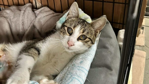 MATILDA is eagerly waiting for a home - your new loyal friend from the shelter