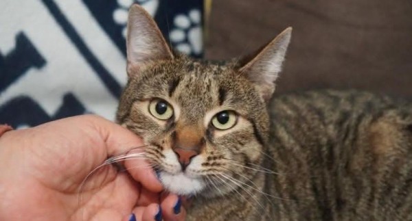 MAX is eagerly waiting for a home - your new loyal friend from the shelter