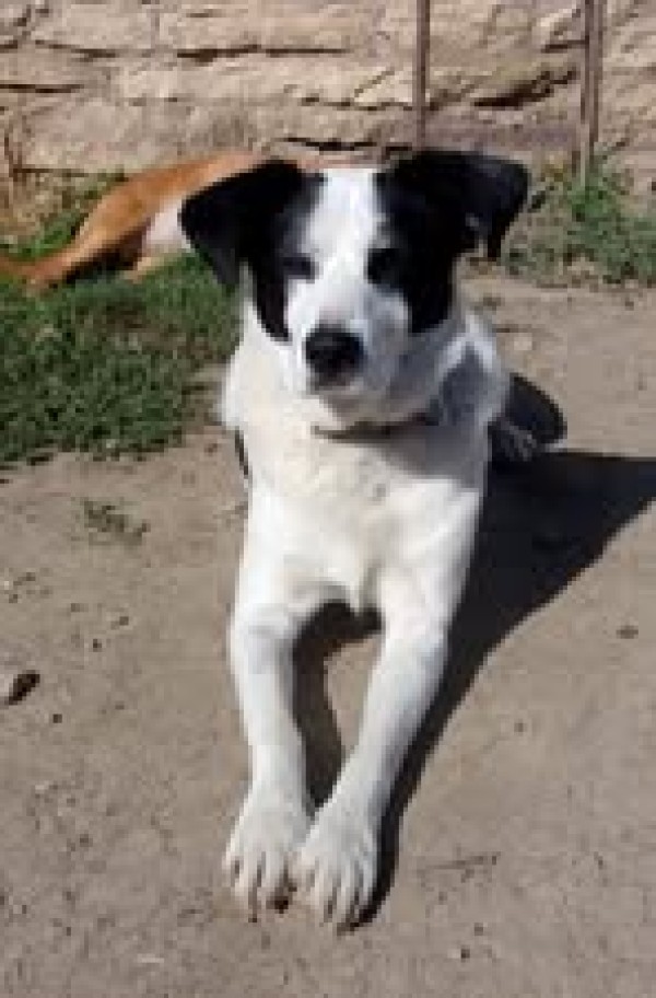 IZAAK is eagerly waiting for a home - your new loyal friend from the shelter