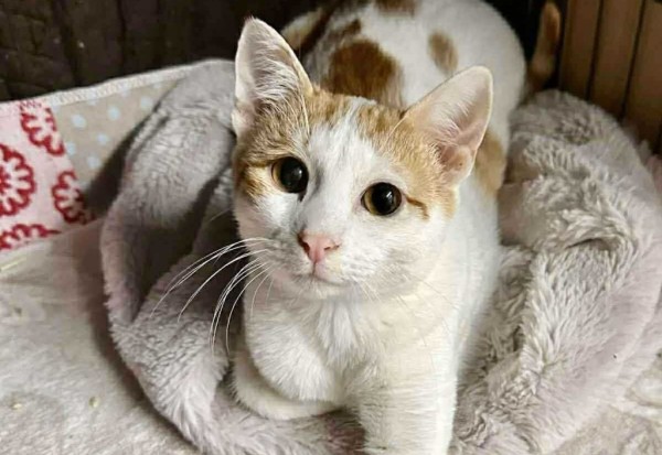 MAXI is eagerly waiting for a home - your new loyal friend from the shelter