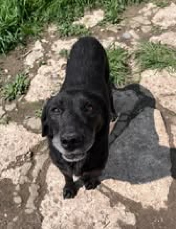 LEA is eagerly waiting for a home - your new loyal friend from the shelter
