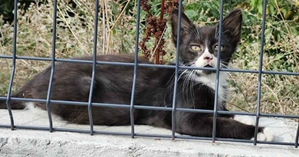 MAYLO is eagerly waiting for a home - your new loyal friend from the shelter