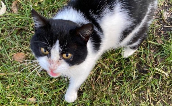 MICA is eagerly waiting for a home - your new loyal friend from the shelter
