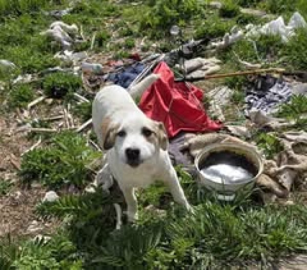 LORRI is eagerly waiting for a home - your new loyal friend from the shelter