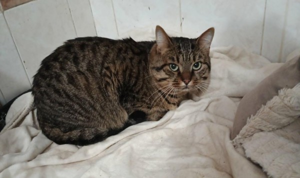 MICKY is eagerly waiting for a home - your new loyal friend from the shelter