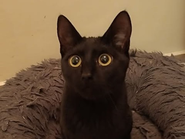 MIKA is eagerly waiting for a home - your new loyal friend from the shelter