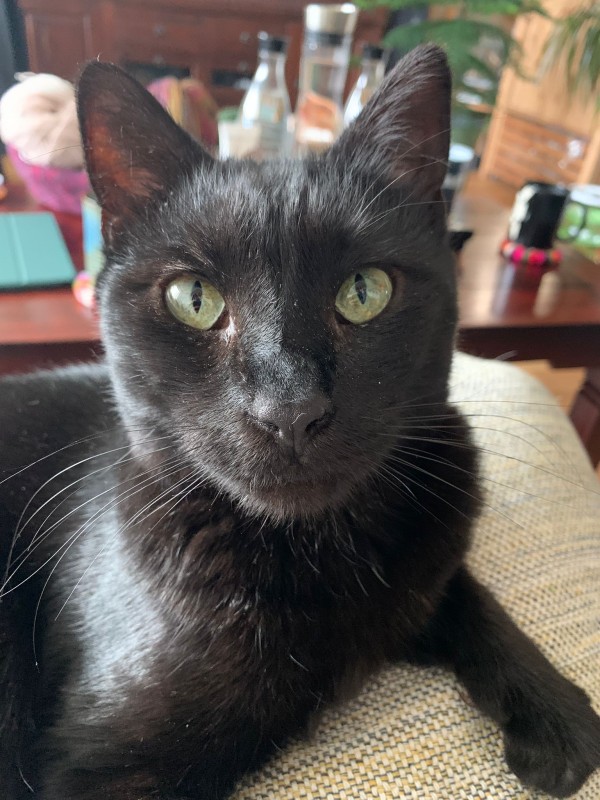 ZORO is eagerly waiting for a home - your new loyal friend from the shelter