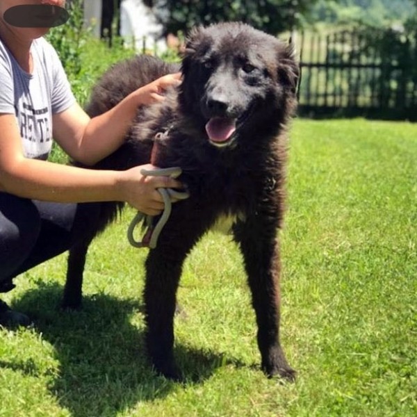 MIKA is eagerly waiting for a home - your new loyal friend from the shelter