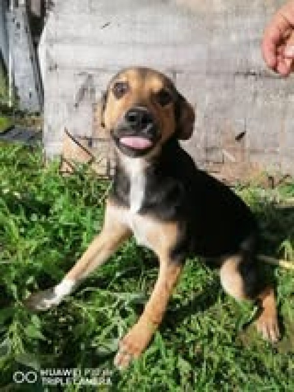 NAYLA is eagerly waiting for a home - your new loyal friend from the shelter