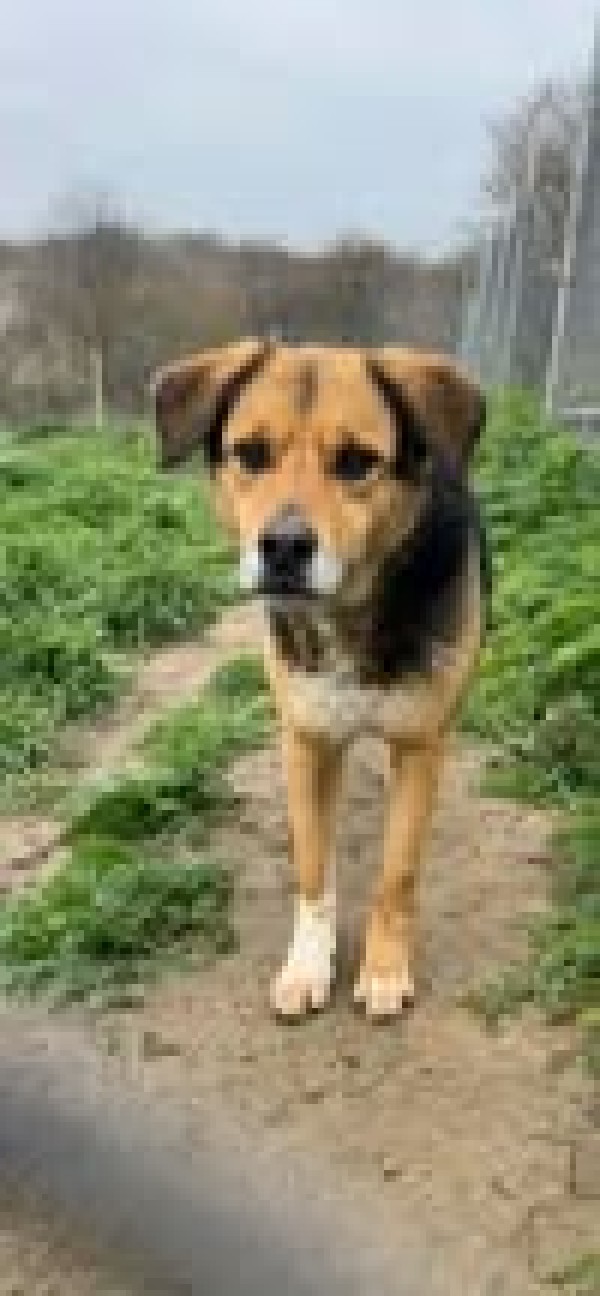 NAYLA is eagerly waiting for a home - your new loyal friend from the shelter