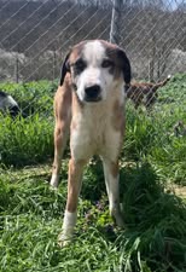 NEMO is eagerly waiting for a home - your new loyal friend from the shelter