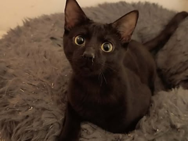 MIKO is eagerly waiting for a home - your new loyal friend from the shelter