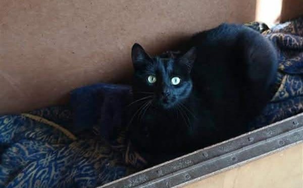 MOMO is eagerly waiting for a home - your new loyal friend from the shelter