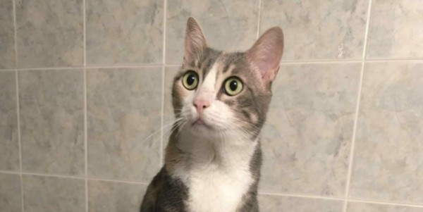 MONA is eagerly waiting for a home - your new loyal friend from the shelter