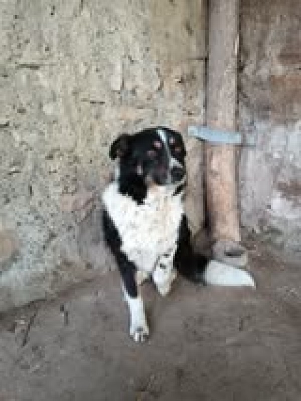 ASTRA is eagerly waiting for a home - your new loyal friend from the shelter